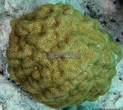 Porites astreoides Corail poreux etoile-Bonaire Buddy reef-12m-20180223-Denis-ADER-DSC_7803_tn